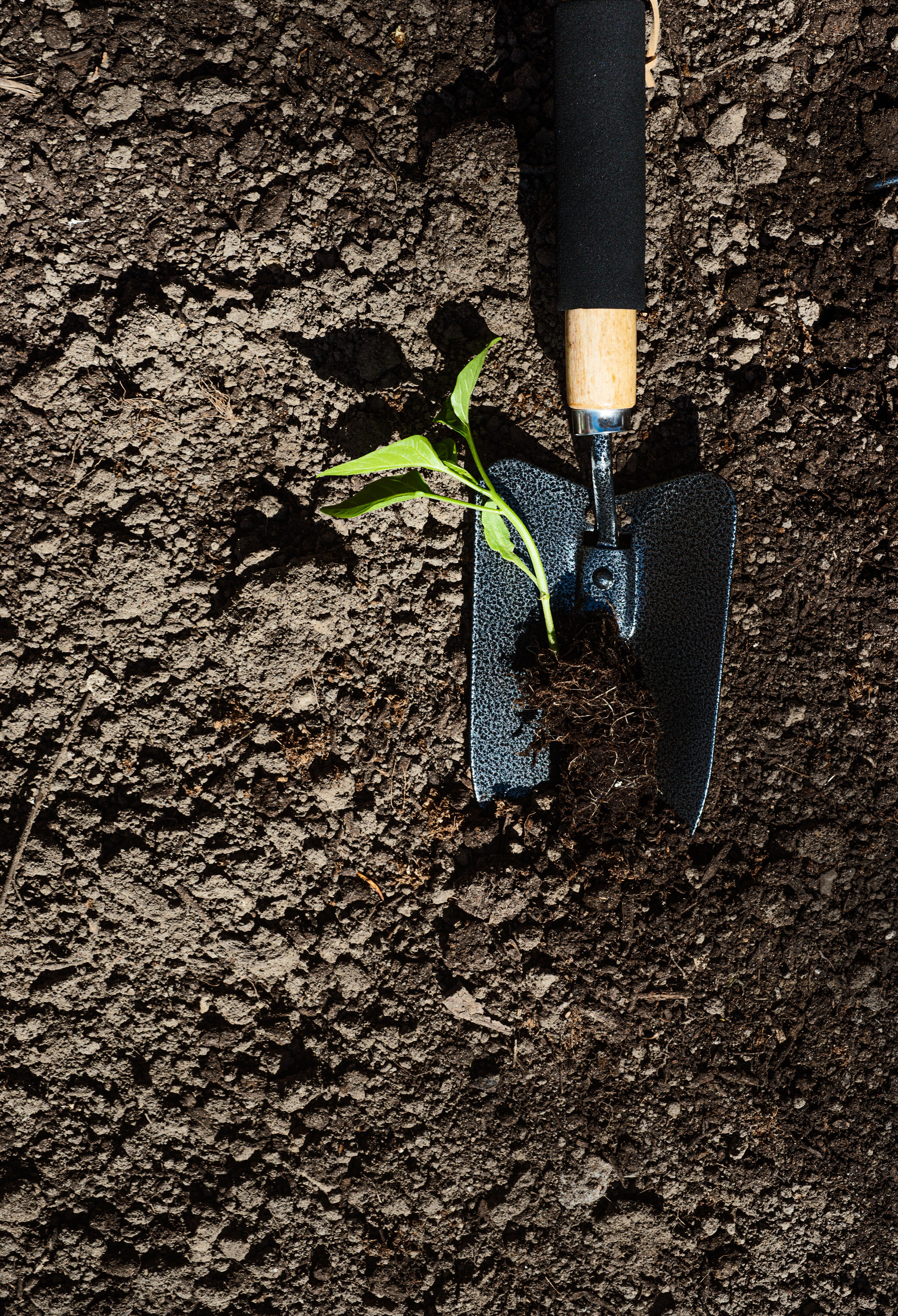 trowel in mud with a seeding growing
