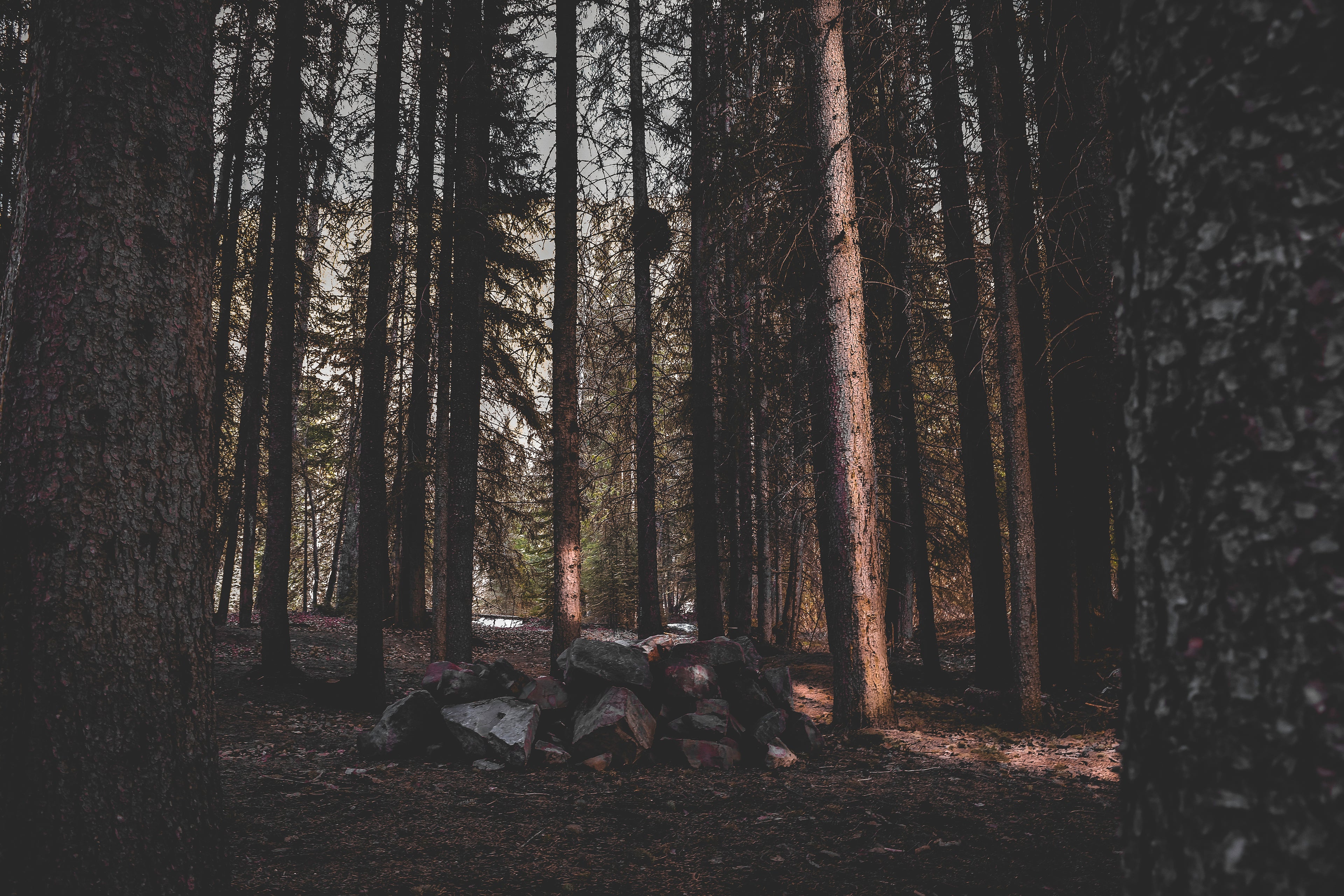 moody forest and tree planting